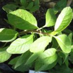 DAUN DEWA