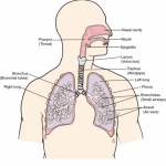 HERBAL ASMA