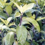 KAPSUL HERBAL JANTUNG