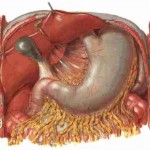 Mencegah & Mengatasi Radang Lambung/Maag dengan Herbal