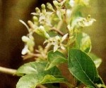 HERBAL SRIGUNGGU