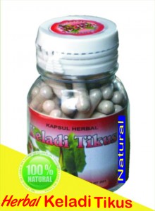 Keladi Tikus Murni
