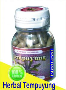herbal-tempuyung Tanaman Tembuyung Serbuk