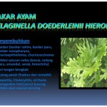Pengobatan Herbal Lever Sirosis