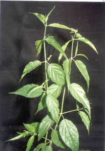 dandanggenis dandanggenis
