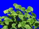 KAPSUL HERBAL EPILEPSI