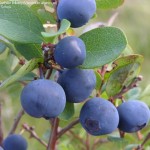 bilberry