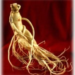 ginseng