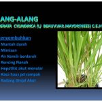 Akar alang-alang obati radang ginjal
