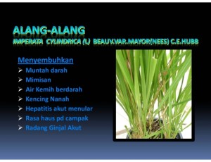 tanaman-alang-alang tanaman-alang-alang