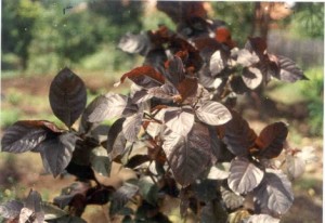 daun wungu