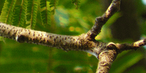 sehat-herba