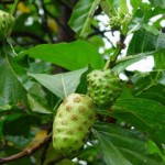 mengkudu mengkudu