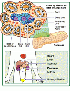 diabetes-pancreas