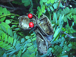 Khasiat Daun Saga