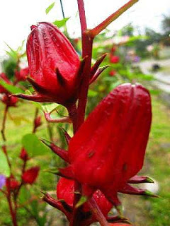 Teh Herbal “Teh Celup Rosella Merah”