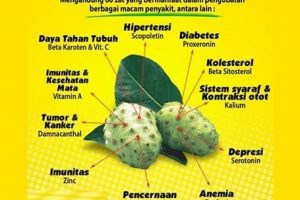 Kapsul Buah Mengkudu Atau Pace