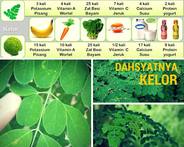 khasiat dan manfat daun kelor