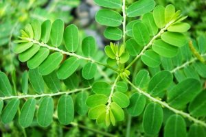 HERBAL DAUN SAGA MENGOBATI RADANG TENGGOROKAN