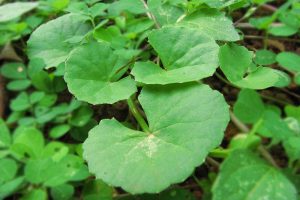 HERBAL TANAMAN PEGAGAN