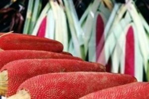 HERBAL BUAH MERAH MENINGKATKAN IMUNITAS