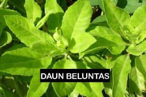 Kapsul Daun Beluntas Menghilangkan Bau Badan dan Bau Mulut