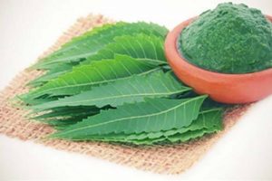 HERBAL DAUN MIMBA