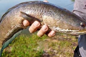 KAPSUL IKAN KUTUK ATAU IKAN GABUS
