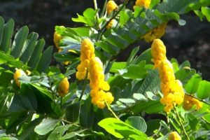 OBAT HERBAL DAUN JATI CINA