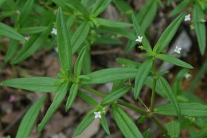 HERBAL RUMPUT MUTIARA MENGOBATI USUS BUNTU