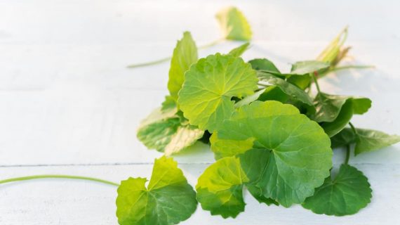 Khasiat Pegagan, dari penumpas TBC sampai peningkat daya ingat