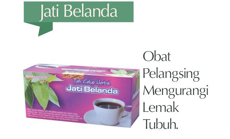 teh jati belanda pelangsing