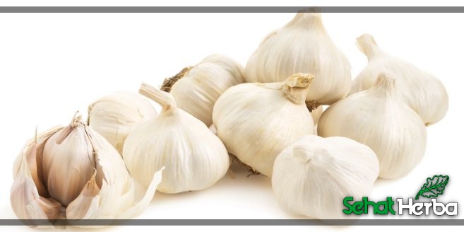 bawang putih obat hipertensi