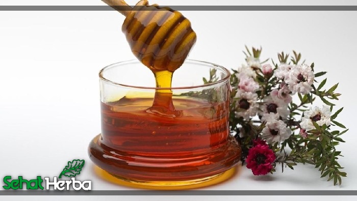 Madu jadied marsela