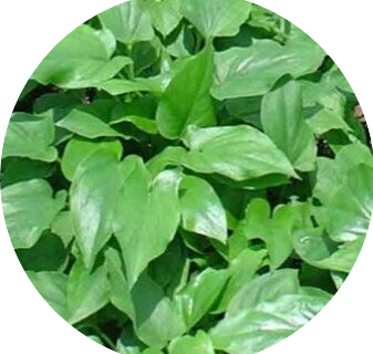 Obat Herbal Kanker “Tanaman Keladi Tikus”